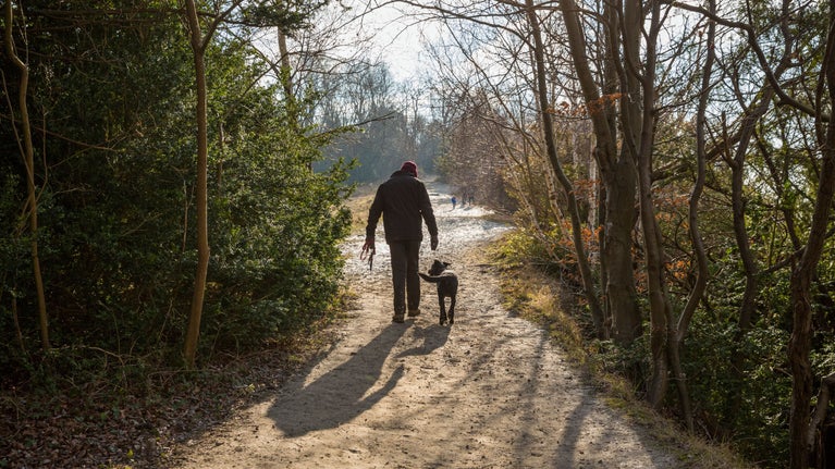 Visitor walking with his dogs at Box Hill, Surrey